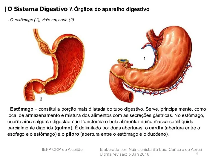 . Estômago – constitui a porção mais dilatada do tubo