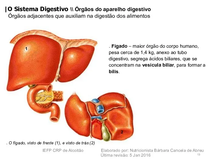 . Fígado – maior órgão do corpo humano, pesa cerca