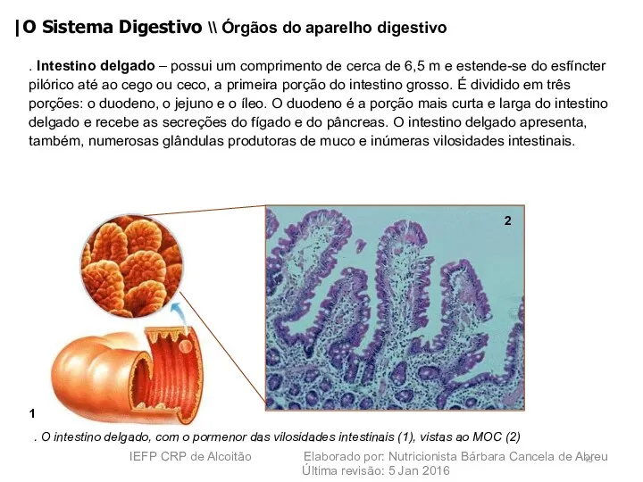 . Intestino delgado – possui um comprimento de cerca de