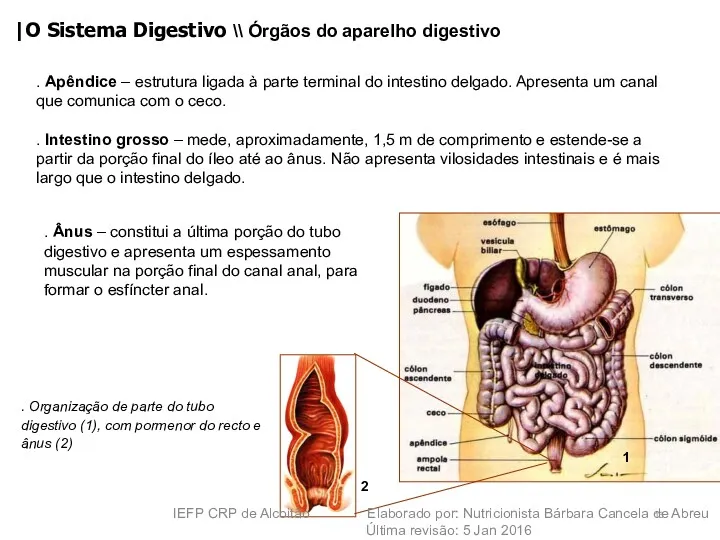 . Apêndice – estrutura ligada à parte terminal do intestino