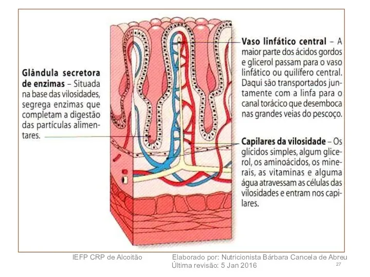 IEFP CRP de Alcoitão Elaborado por: Nutricionista Bárbara Cancela de Abreu Última revisão: 5 Jan 2016