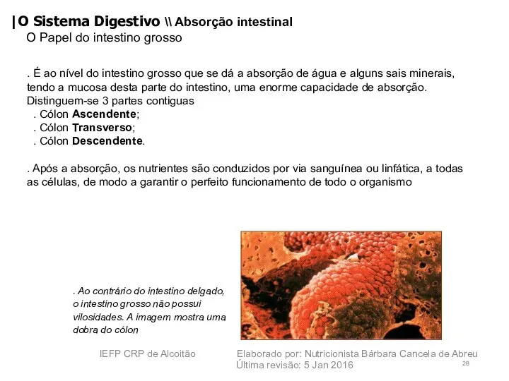 |O Sistema Digestivo \\ Absorção intestinal O Papel do intestino