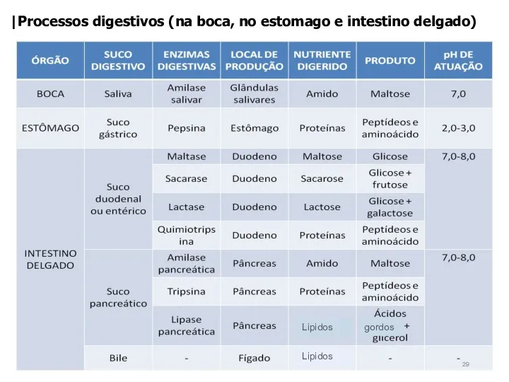 |Processos digestivos (na boca, no estomago e intestino delgado) Lipidos Lipidos gordos
