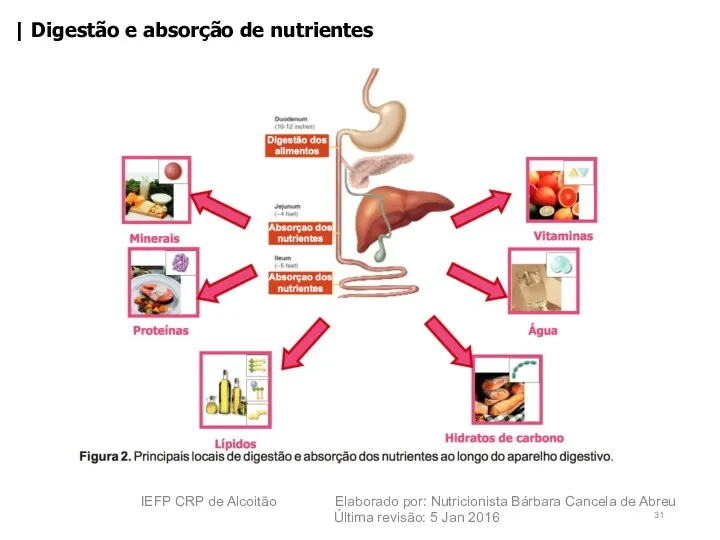 | Digestão e absorção de nutrientes IEFP CRP de Alcoitão