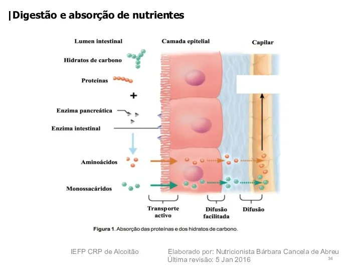 |Digestão e absorção de nutrientes IEFP CRP de Alcoitão Elaborado