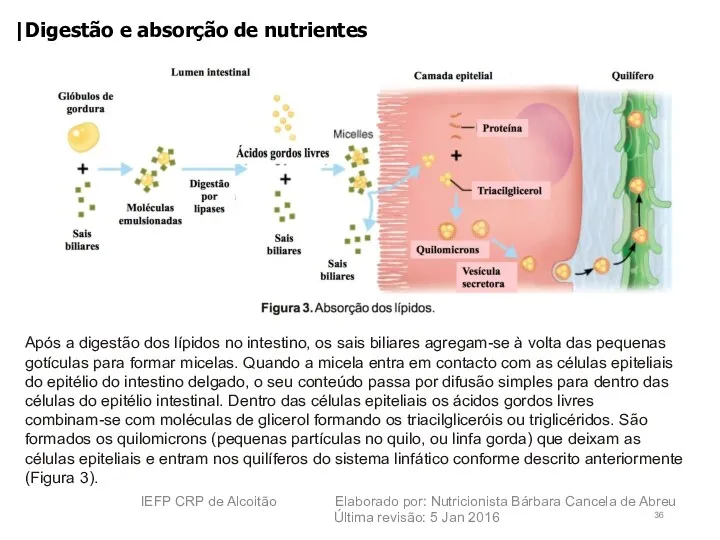 |Digestão e absorção de nutrientes Após a digestão dos lípidos