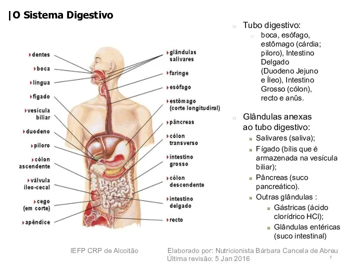 IEFP CRP de Alcoitão Elaborado por: Nutricionista Bárbara Cancela de