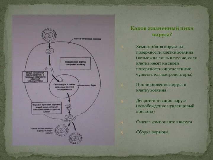 Хемосорбция вируса на поверхности клетки хозяина (возможна лишь в случае,