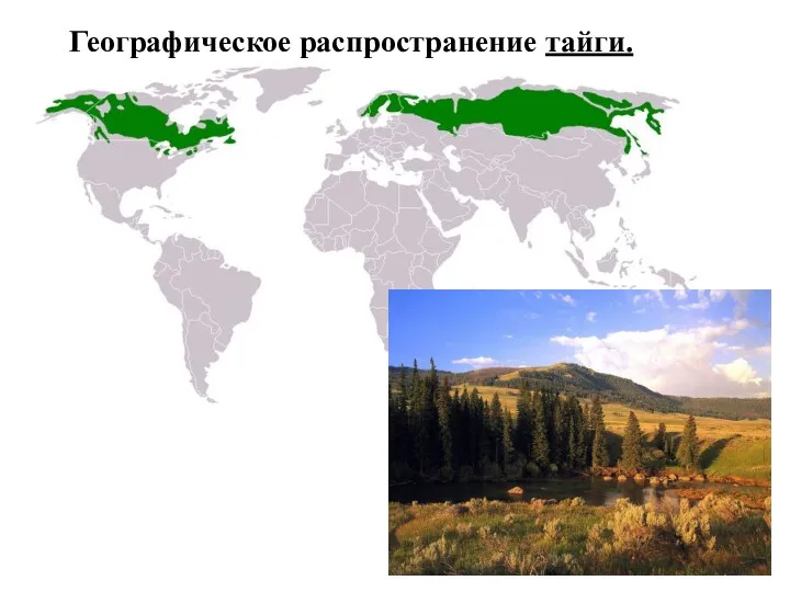 Географическое распространение тайги.