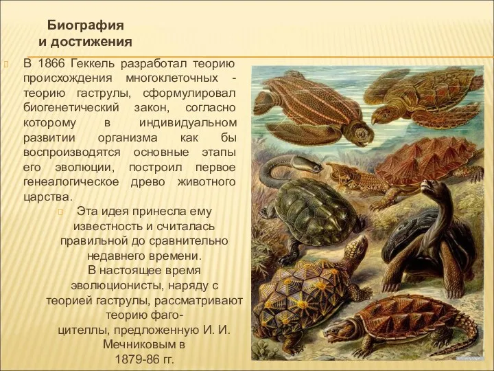 В 1866 Геккель разработал теорию происхождения многоклеточных - теорию гаструлы,