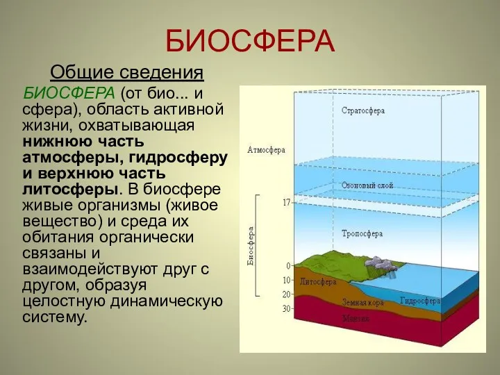 БИОСФЕРА Общие сведения БИОСФЕРА (от био... и сфера), область активной