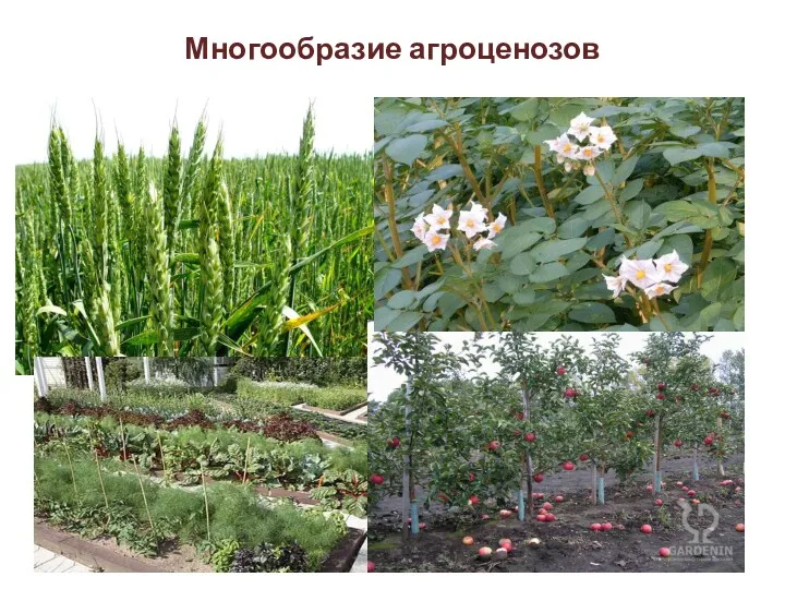 Многообразие агроценозов