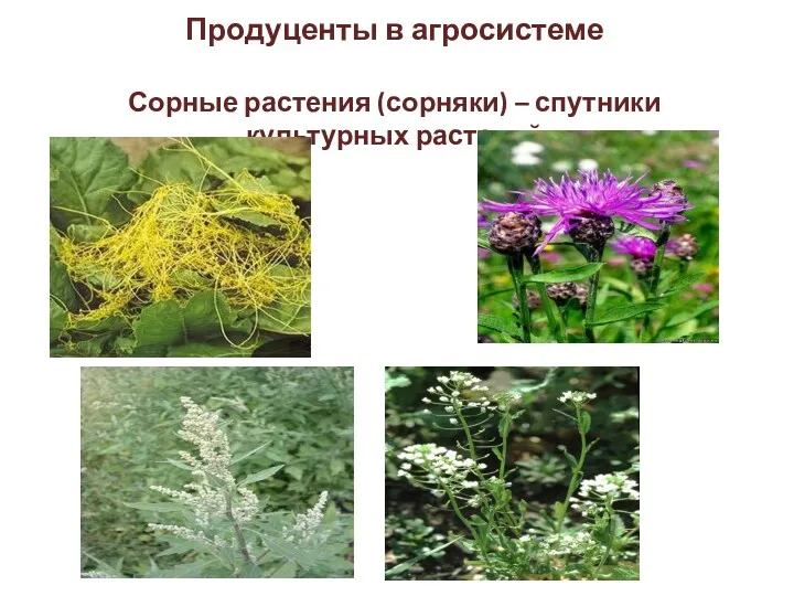 Сорные растения (сорняки) – спутники культурных растений Продуценты в агросистеме