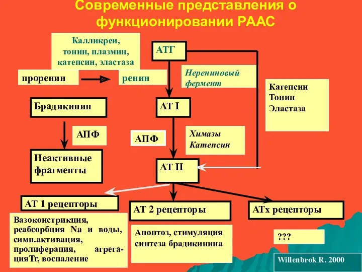 Современные представления о функционировании РААС АТГ АТ I АТ II АТ 2 рецепторы