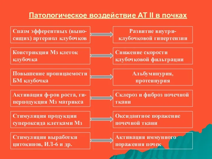 Патологическое воздействие АТ II в почках