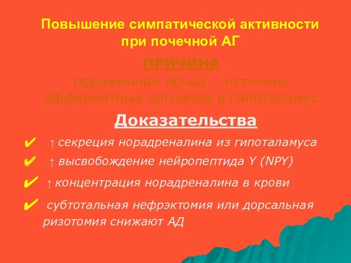 Повышение симпатической активности при почечной АГ Доказательства ↑ секреция норадреналина из гипоталамуса ↑