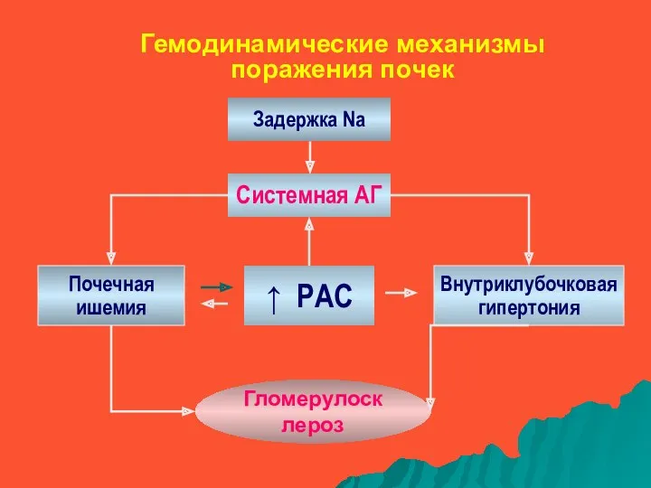 Гемодинамические механизмы поражения почек Системная АГ Почечная ишемия ↑ РАС Внутриклубочковая гипертония Гломерулосклероз Задержка Na