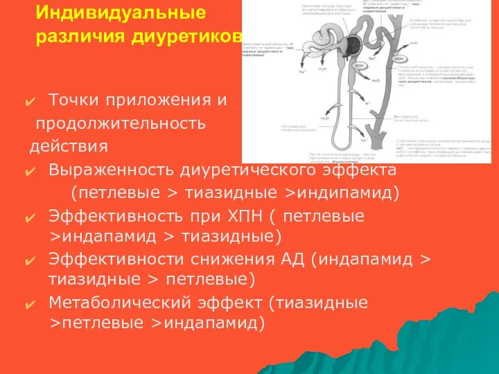 Индивидуальные различия диуретиков Точки приложения и продолжительность действия Выраженность диуретического