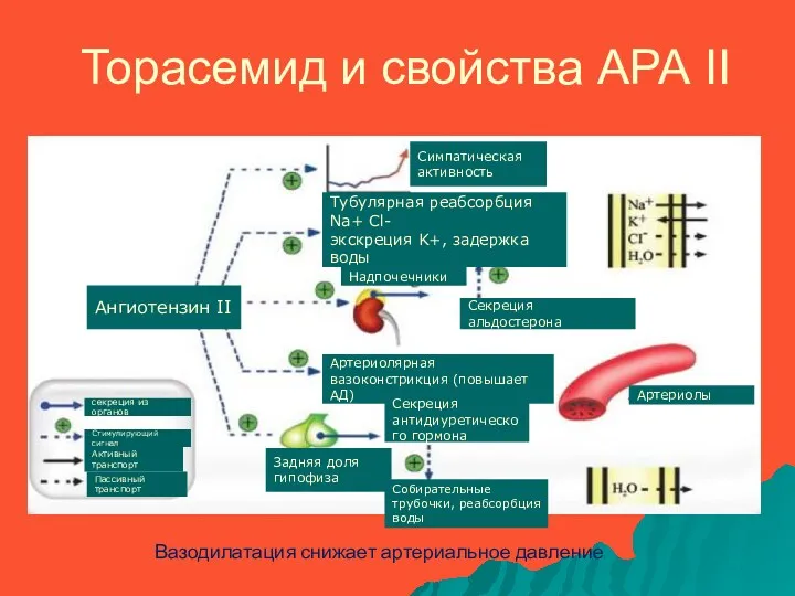 Торасемид и свойства АРА II Вазодилатация снижает артериальное давление Симпатическая