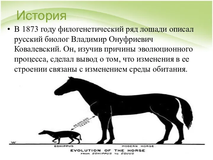 История В 1873 году филогенетический ряд лошади описал русский биолог