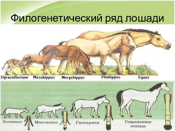 Филогенетический ряд лошади