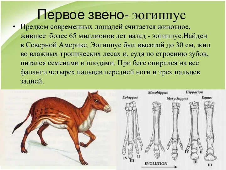 Первое звено- эогиппус Предком современных лошадей считается животное, жившее более