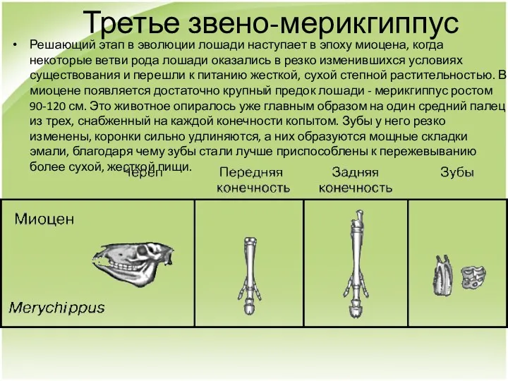 Третье звено-мерикгиппус Решающий этап в эволюции лошади наступает в эпоху