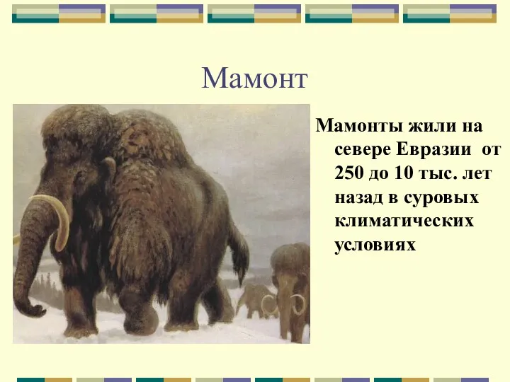 Мамонт Мамонты жили на севере Евразии от 250 до 10