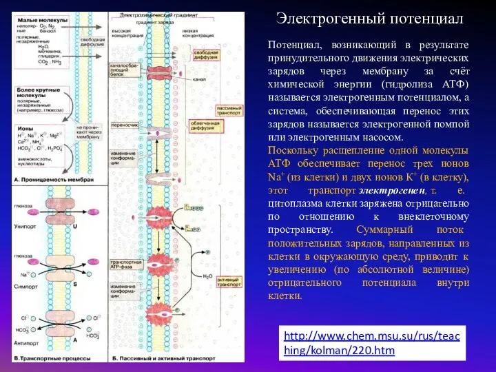http://www.chem.msu.su/rus/teaching/kolman/220.htm . Потенциал, возникающий в результате принудительного движения электрических зарядов