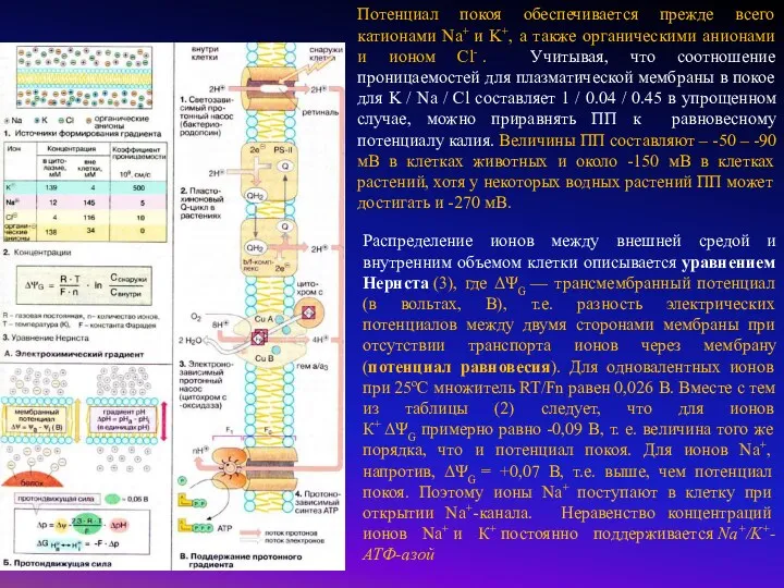 Распределение ионов между внешней средой и внутренним объемом клетки описывается