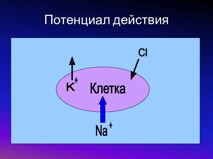 Потенциал действия