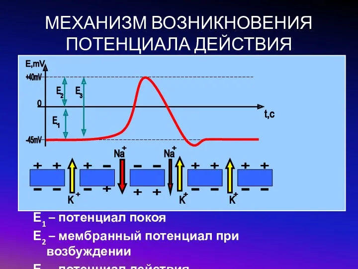 МЕХАНИЗМ ВОЗНИКНОВЕНИЯ ПОТЕНЦИАЛА ДЕЙСТВИЯ Е1 – потенциал покоя Е2 –