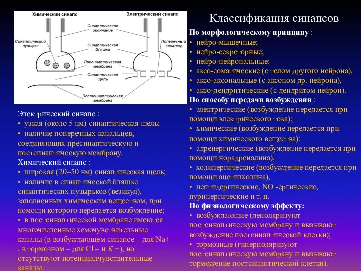 Электрический синапс : • узкая (около 5 нм) синаптическая щель;