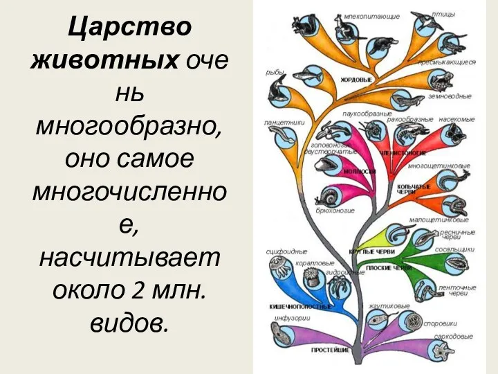 Царство животных очень многообразно, оно самое многочисленное, насчитывает около 2 млн. видов.