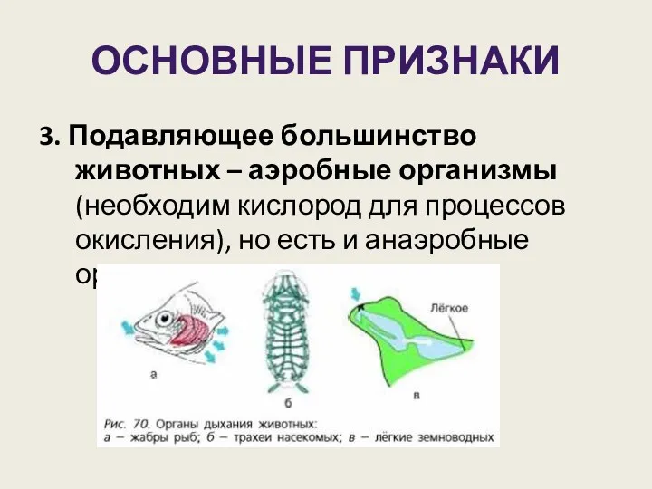 ОСНОВНЫЕ ПРИЗНАКИ 3. Подавляющее большинство животных – аэробные организмы (необходим