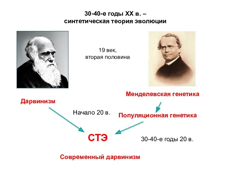 Менделевская генетика Дарвинизм 30-40-е годы ХХ в. – синтетическая теория
