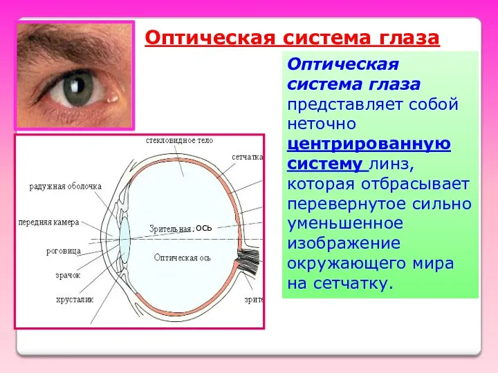 ось Оптическая система глаза Оптическая система глаза представляет собой неточно центрированную систему линз,
