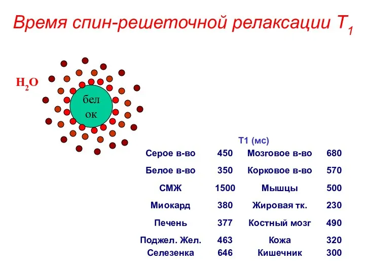 Время спин-решеточной релаксации T1