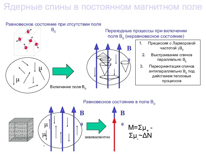Ядерные спины в постоянном магнитном поле B0 μ- μ+ B0