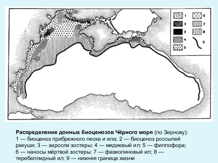 Распределение донных биоценозов Чёрного моря (по Зернову): 1 — биоценоз