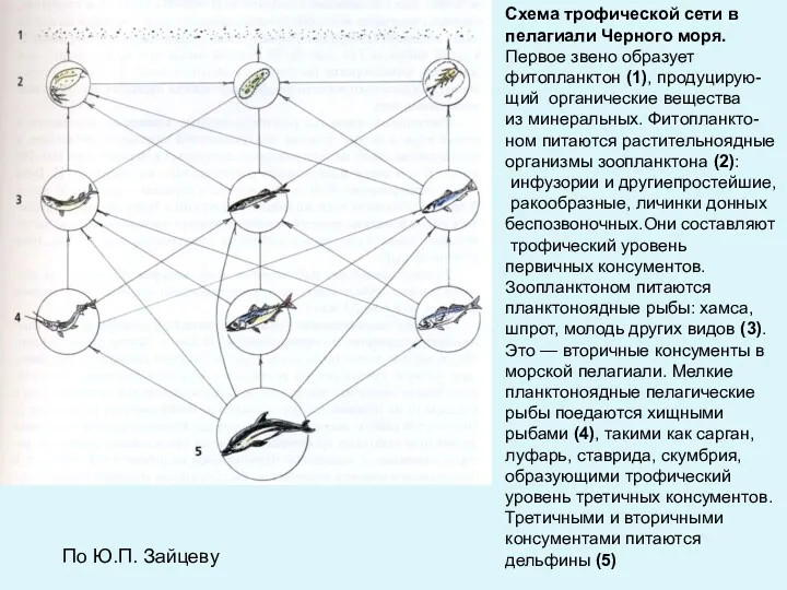 Схема трофической сети в пелагиали Черного моря. Первое звено образует