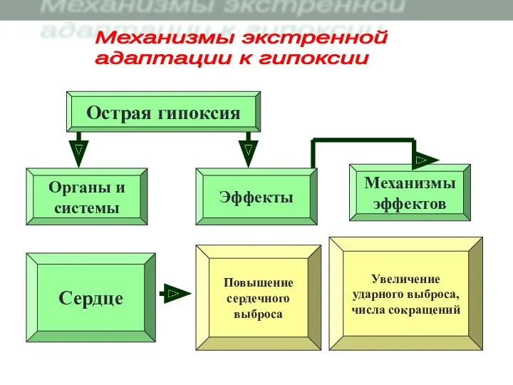 Острая гипоксия Повышение сердечного выброса Органы и системы Сердце Эффекты