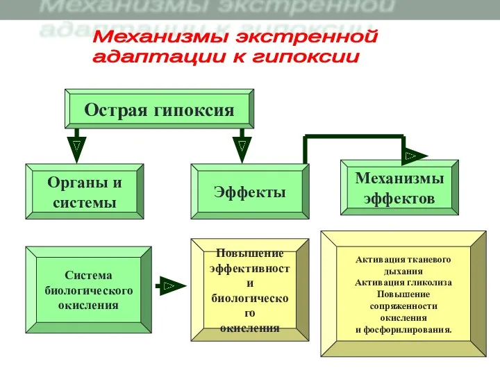 Острая гипоксия Повышение эффективности биологического окисления Органы и системы Система