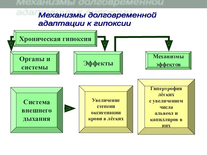 Хроническая гипоксия Увеличение степени оксигенации крови в лёгких Органы и