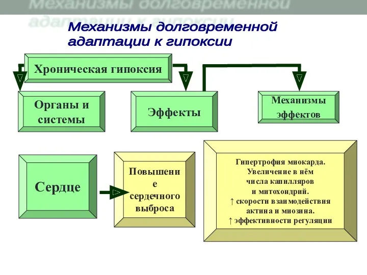 Хроническая гипоксия Повышение сердечного выброса Органы и системы Сердце Эффекты