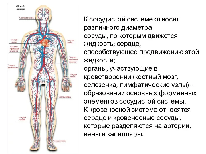 К сосудистой системе относят различного диаметра сосуды, по которым движется