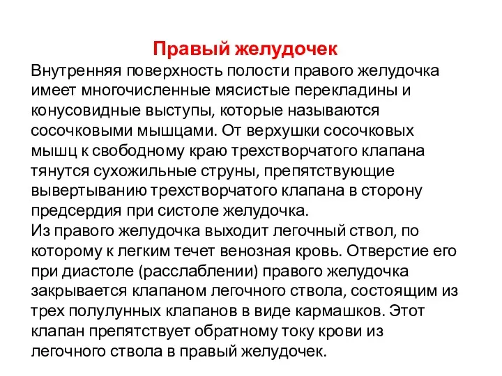 Правый желудочек Внутренняя поверхность полости правого желудочка имеет многочисленные мясистые