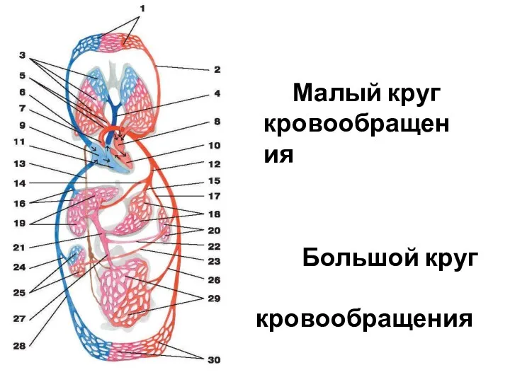 Большой круг кровообращения Малый круг кровообращения