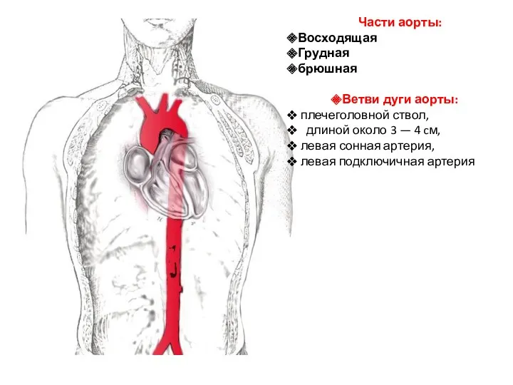 Части аорты: Восходящая Грудная брюшная Ветви дуги аорты: плечеголовной ствол,