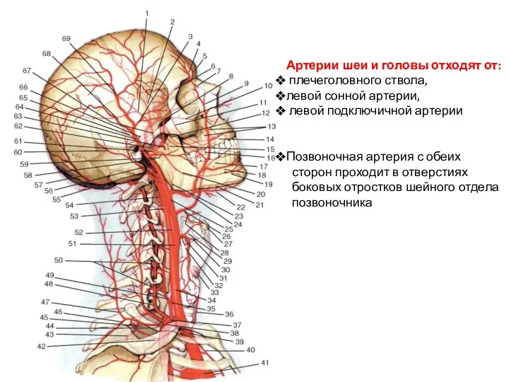 Артерии шеи и головы отходят от: плечеголовного ствола, левой сонной
